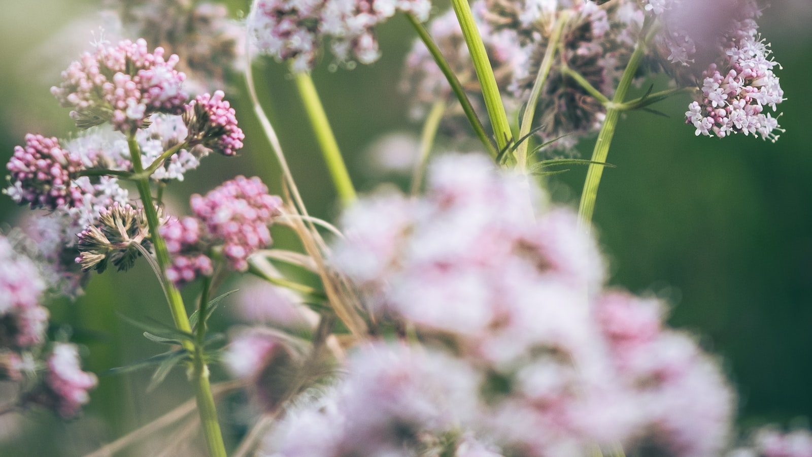 Kvetoucí kozlík lékařský v trávě — Foto: Michael Held / Unsplash
